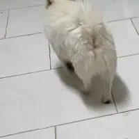 سگ پیداشده درفولادشهر.