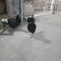 مرغ خروس لهستانی