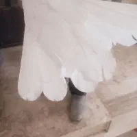 نر قارای تخت دم سفید|پرنده|نجفآباد, جعفرآباد|دیوار