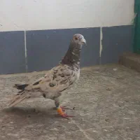 نر پلاکی سرور