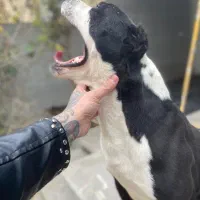 واگزاری پیتبول امستاف نر