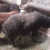 بره نر|حیوانات مزرعه|نوشین شهر, |دیوار