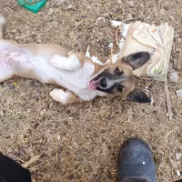 سگ پاکوتاه بازیگوش معاوضه دارم