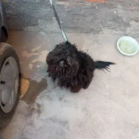 واگذاری سگ پا کوتاه خانگی|سگ|مهاباد (آذربایجان غربی), |دیوار