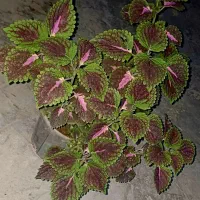 گل حسن یوسف گلدون بزرگ
