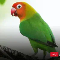 یک عددطوطی گمشده