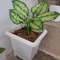 گل های زیبا