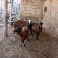 بره وقوچ