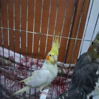 عروس هلندی جفت|پرنده|فردوسیه, |دیوار