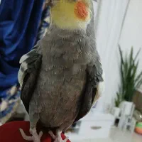 عروس هلندی نر