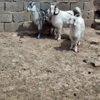 فروش ۴ عدد بزغاله ماده و یک عدد نر