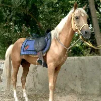پانسیون اسب ، سوارکاری تفریحی ، آموزش سوارکاری|اسب و تجهیزات اسبسواری|ری, فیروزآباد|دیوار