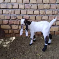 بز جمله را