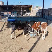 دو راس گوساله نر سیمینتال درجه یک