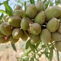 نهالستان حاج عبدالله|خدمات باغبانی و درختکاری|اصفهان, دانشگاه اصفهان|دیوار