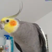 عروس هلندی گمشده