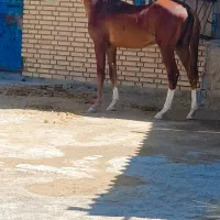 شوش|اسب و تجهیزات اسب‌سواری|کرخه, |دیوار