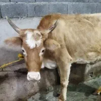 گاو با گوساله نر