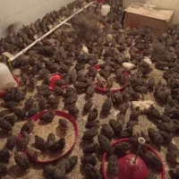 کارکر ساده خانم ایرانی یا اتباع