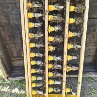 زنبور عسل|حیوانات مزرعه|اراک, |دیوار