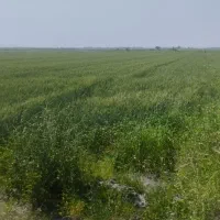 زمین کشاورزی سرچشمه 2