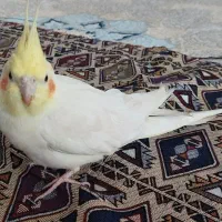عروس هلندی گمشده- لویزان