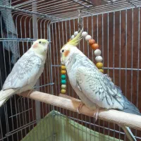 عروس نر|پرنده|نسیم‌شهر, |دیوار