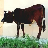 دو تا گاو و لیشه جنس ورزا