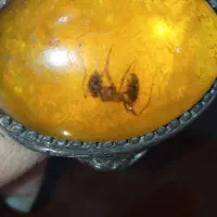 انگشتر کهربایه اصل کلکسیونی فاخر بسیار خاص