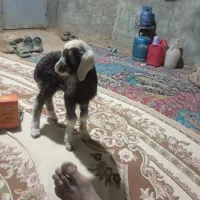 بره شیری|حیوانات مزرعه|فریدونشهر, |دیوار