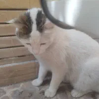 گربه خوشگل اهلی مهربونم آرام