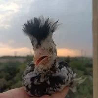 مرغ تخم گذار