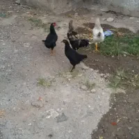 مرغ