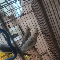 2عدد عروس هلندی