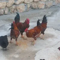 خروس