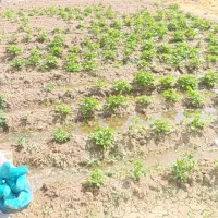 24هکتار زمین مزروعی پیچ ساغروان|اجارهٔ دفتر صنعتی، کشاورزی، تجاری|مشهد, میان ولایت|دیوار