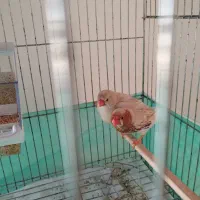 فنچ هاف اورنج مولد ذات دار