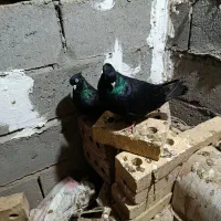 قیمت ۳۵۰۰