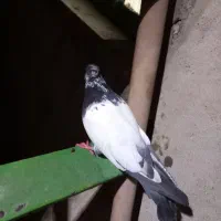 گرفتنی|پرنده|اندیمشک, |دیوار