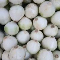 پیاز کله|خوردنی و آشامیدنی|قم, سراجه (۱۵ خرداد)|دیوار