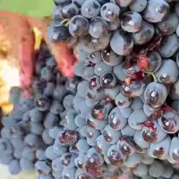انگور طبیعی سیاه سردشت