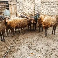 بره ماده های کردی|حیوانات مزرعه|علی‌آباد کتول, |دیوار