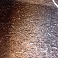 کود  مرغ نرم نرم|گل و گیاه طبیعی|مود, |دیوار