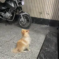 پامر|سگ|اصفهان, خواجو|دیوار
