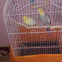 فروش طوطی نروماده سخنگو شیطون