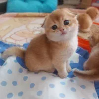 گربه اسکاتیش