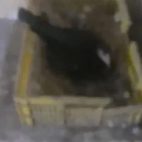 فروشی مرغ چابهاری ماده