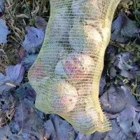 کلم سفید|گل و گیاه طبیعی|شیراز, سرو|دیوار