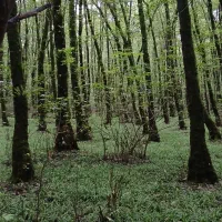 تور شمال  گیلان گردی|تور و چارتر|شیراز, شهرک گلستان|دیوار