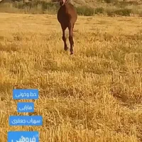 کره مادیان قهر کهر